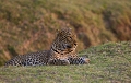  léopard, Zambie, South Luangwa, safari, photographie animalière 